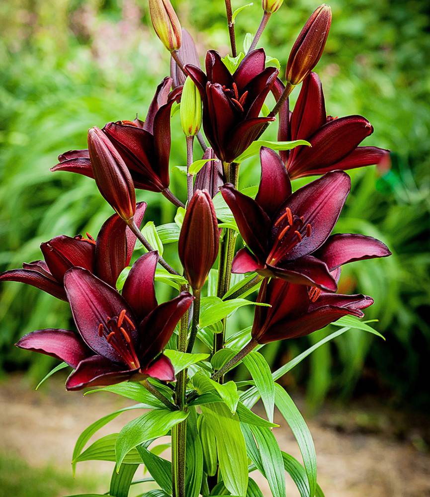 Lilium Black List