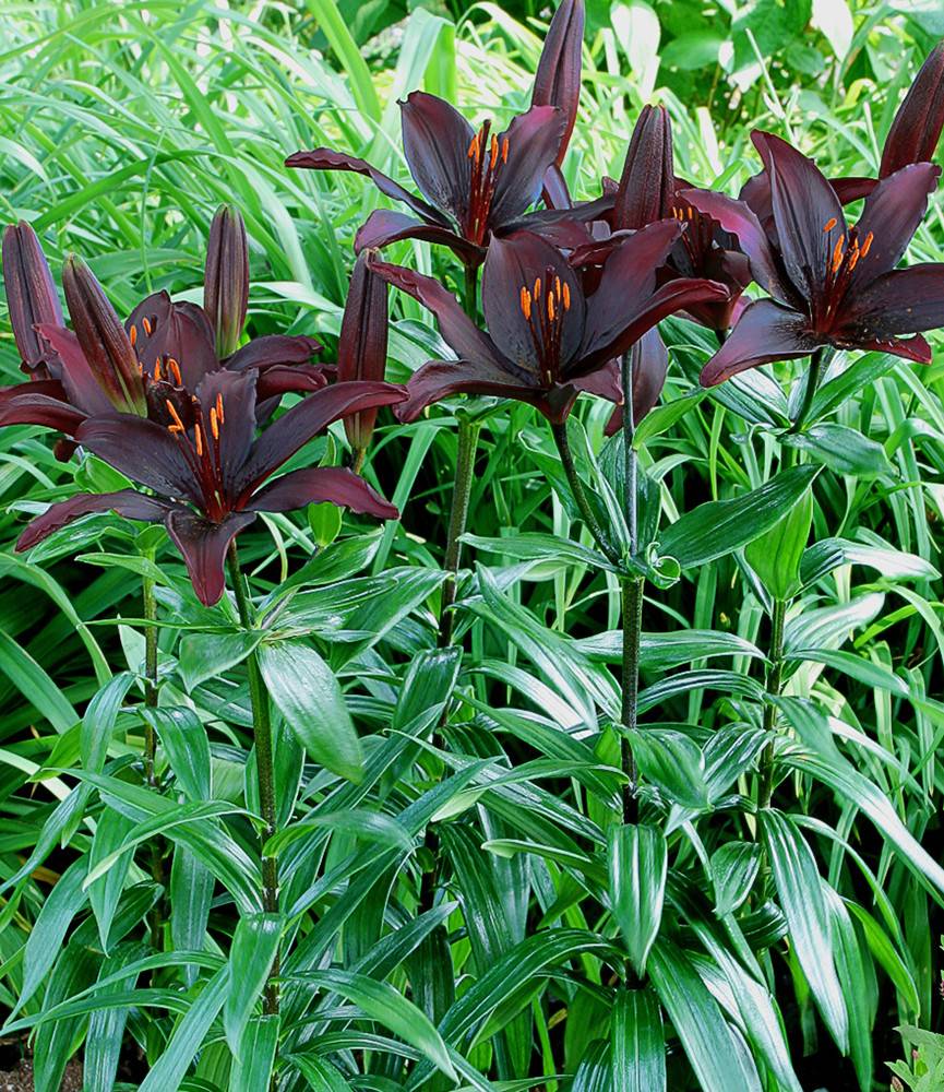 Lilium Black List