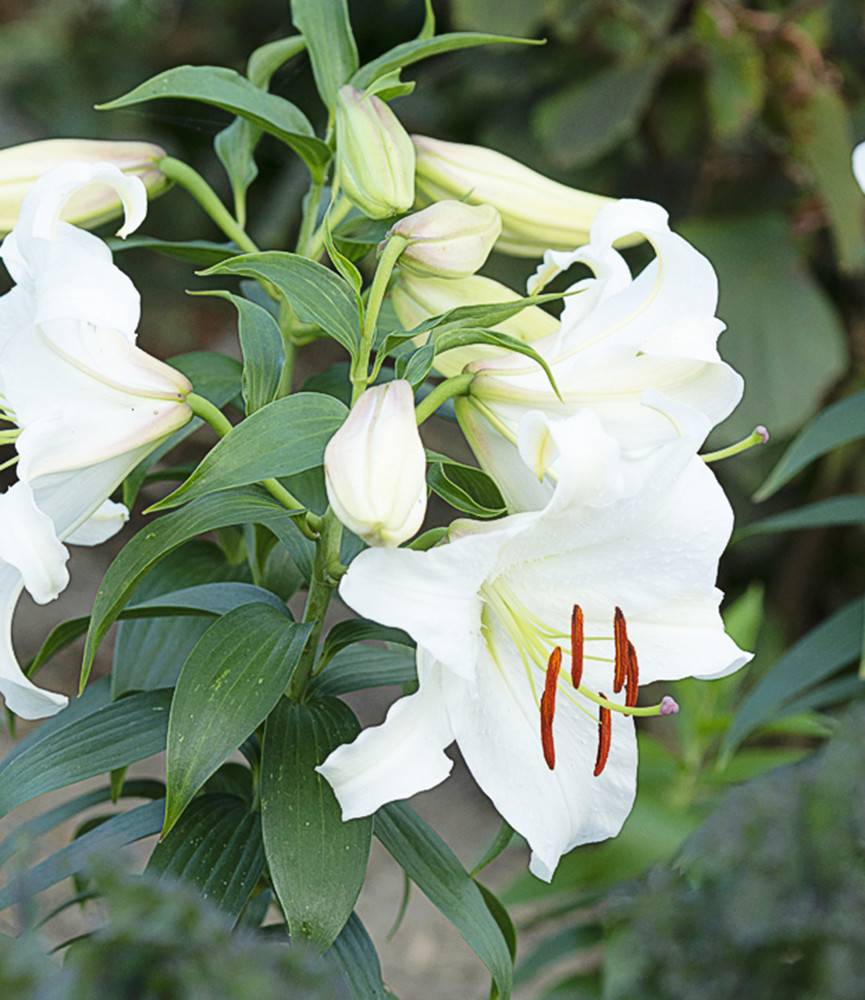 Lilium Casa Blanca