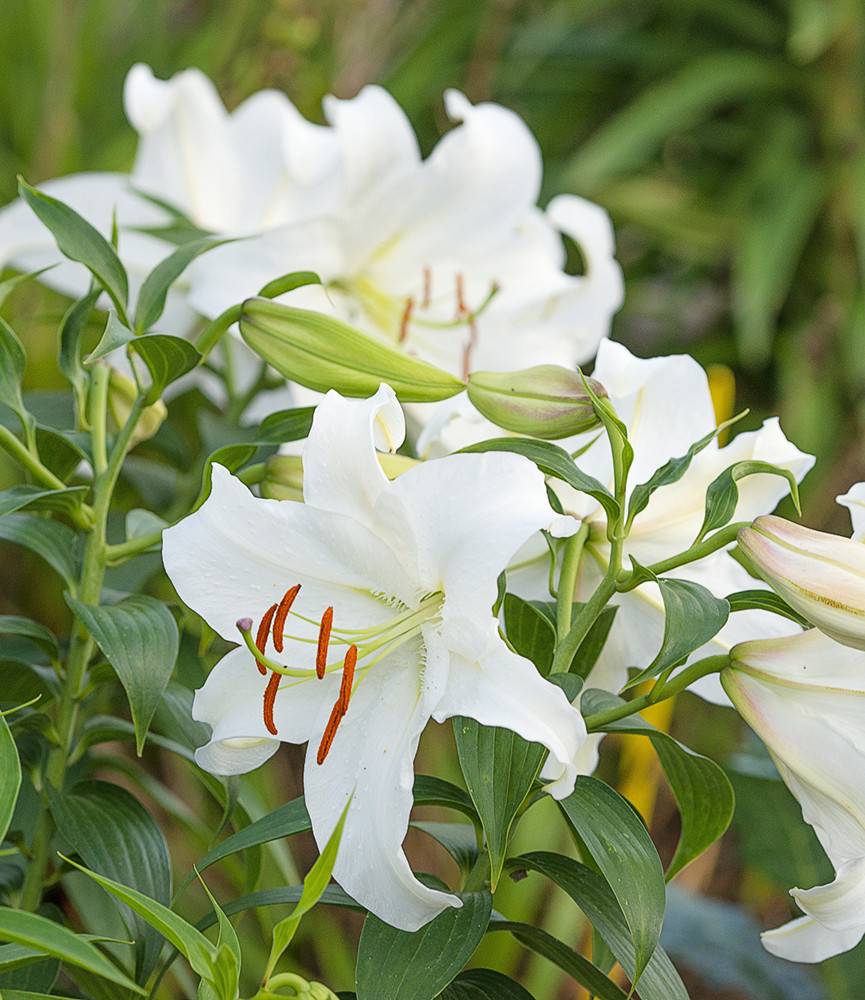 Lilium Casa Blanca