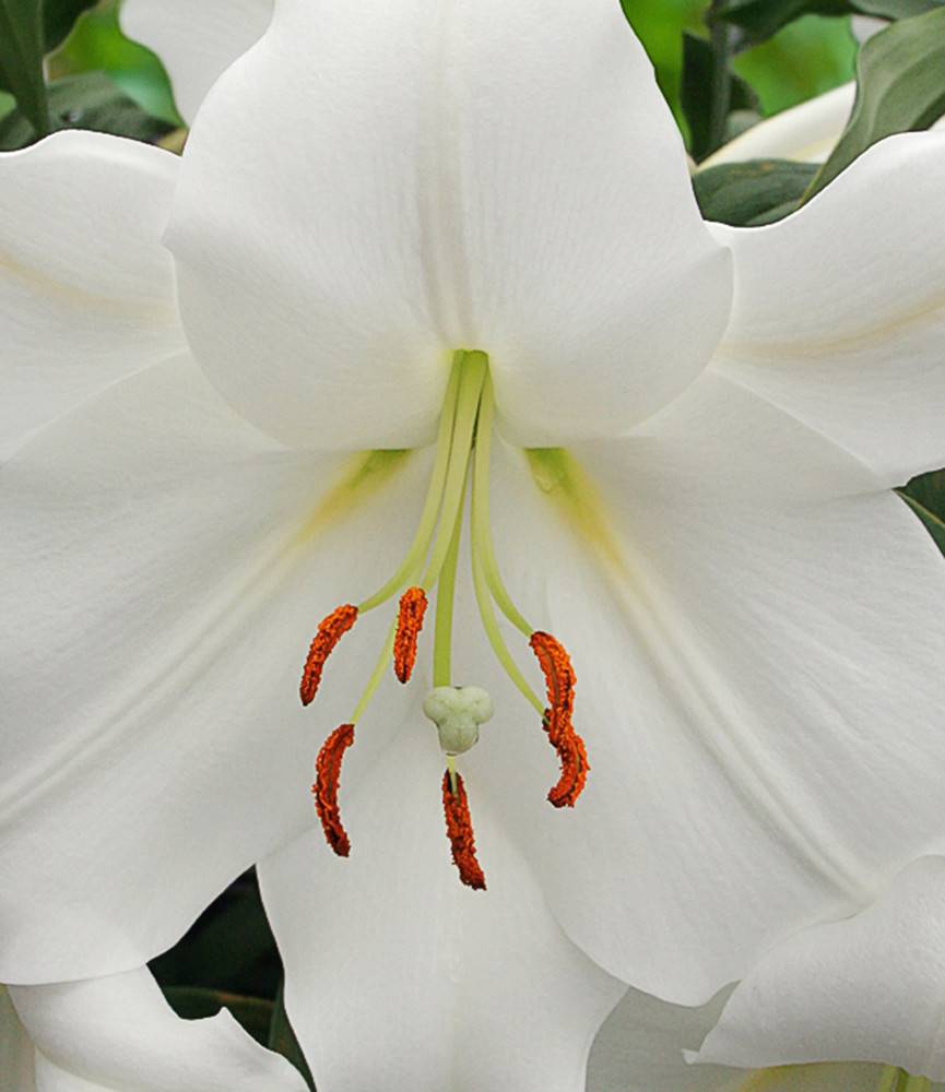 Lilium Casa Blanca