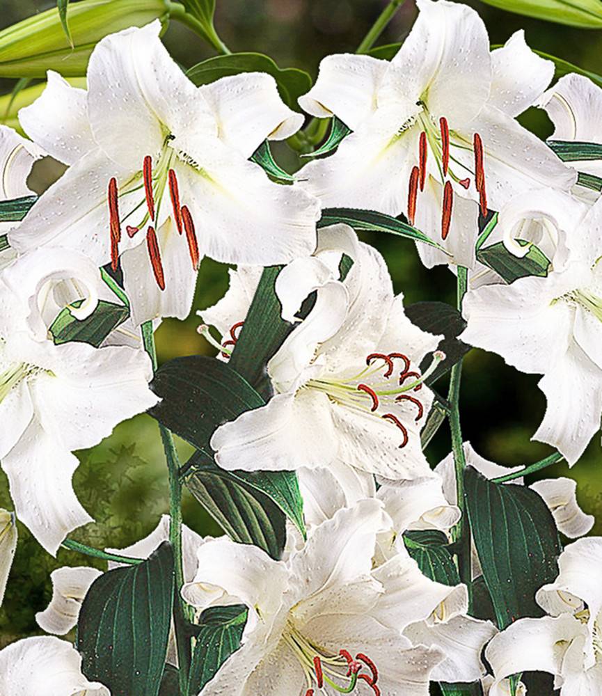 Lilium Casa Blanca