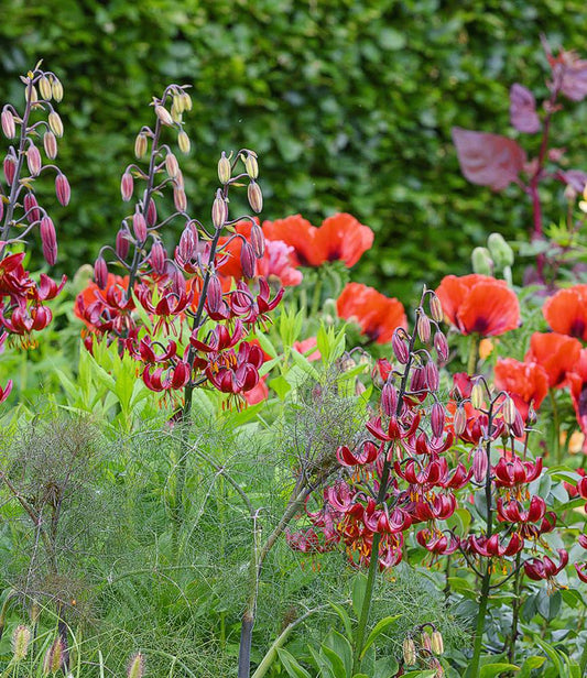 Lilium Claude Shride