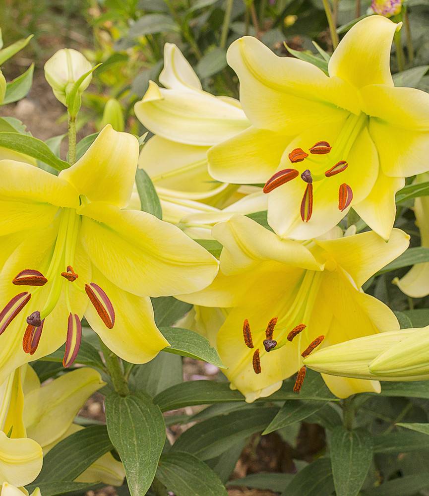 Lilium Conca d 'Or