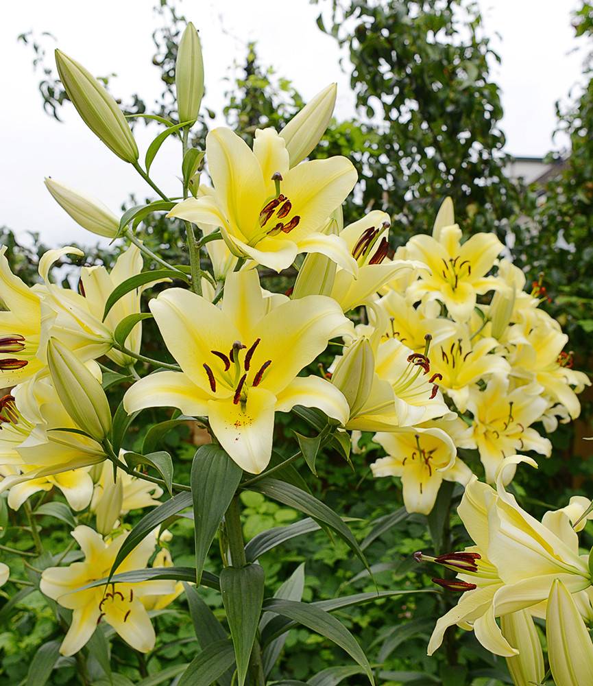 Lilium Conca d 'Or