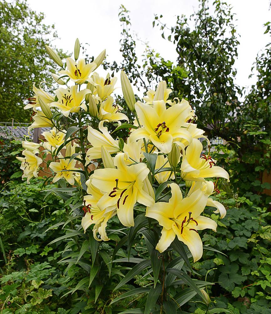 Lilium Conca d 'Or