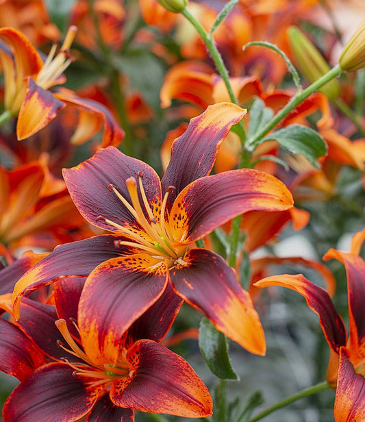 Lilium Forever Susan