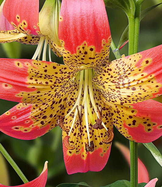 Lilium Fushion