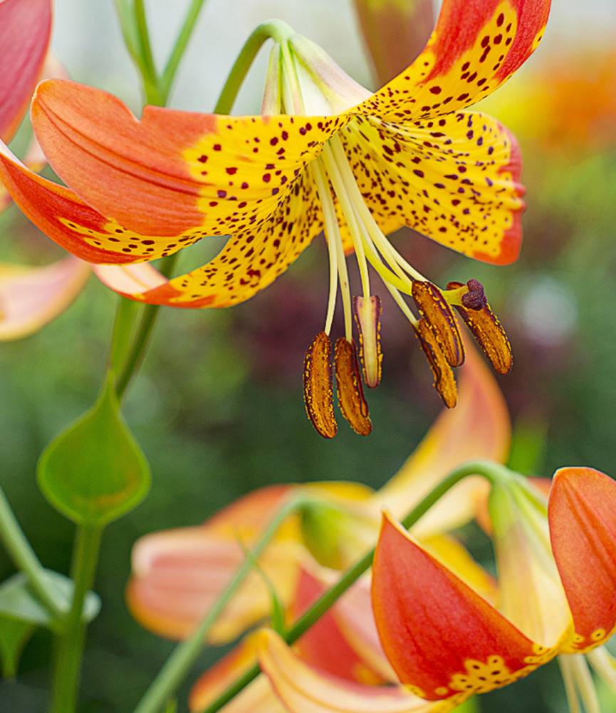 Lilium Fushion