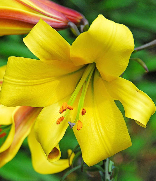 Lilium Golden Splendour