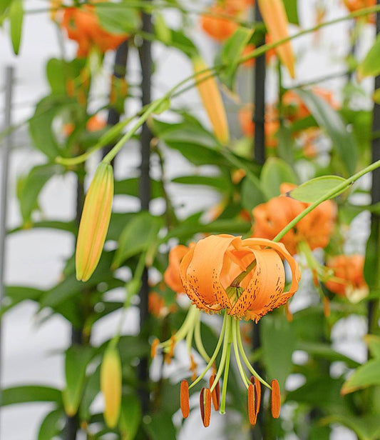 Lilium Henryi