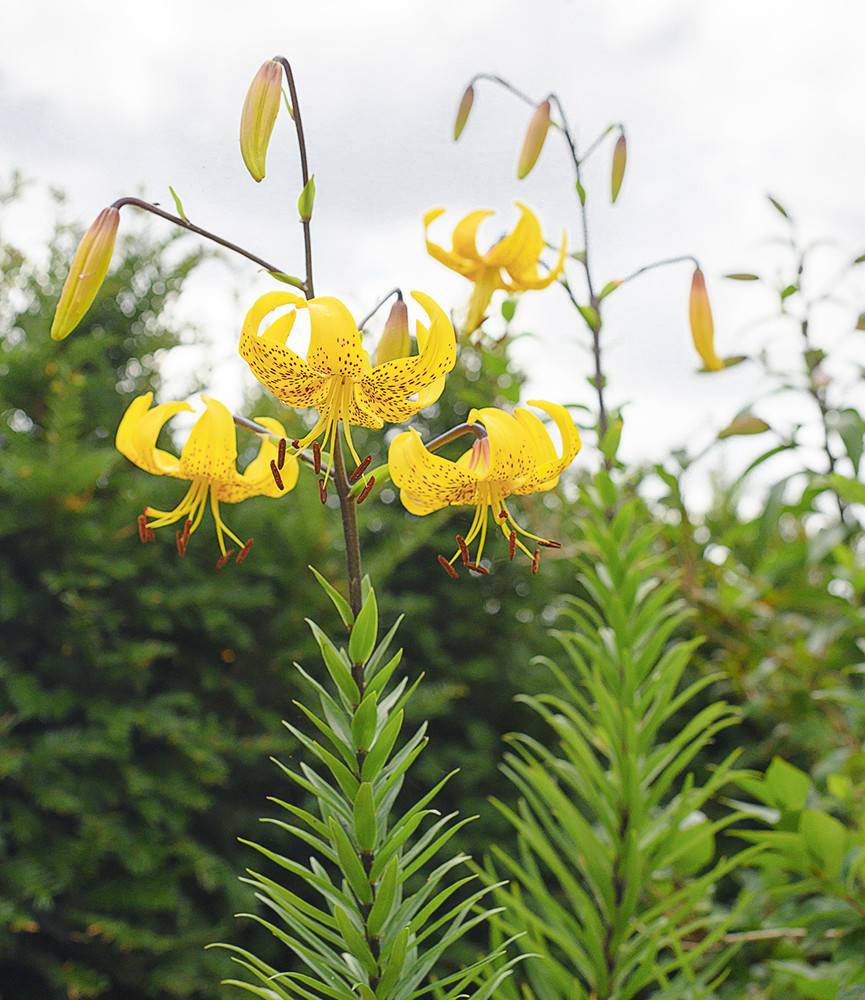 Lilium leichtlinii