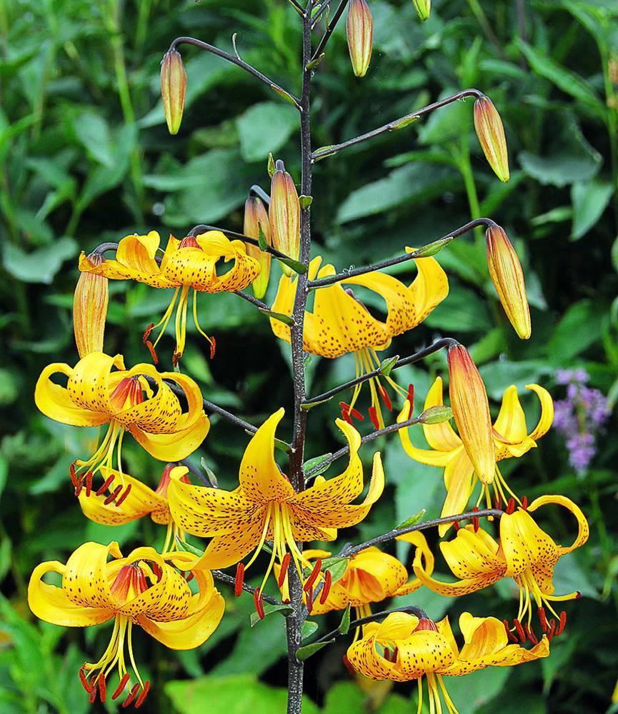 Lilium leichtlinii