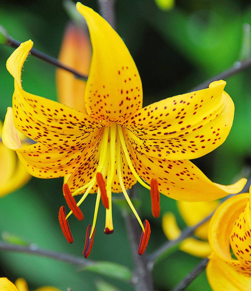 Lilium leichtlinii