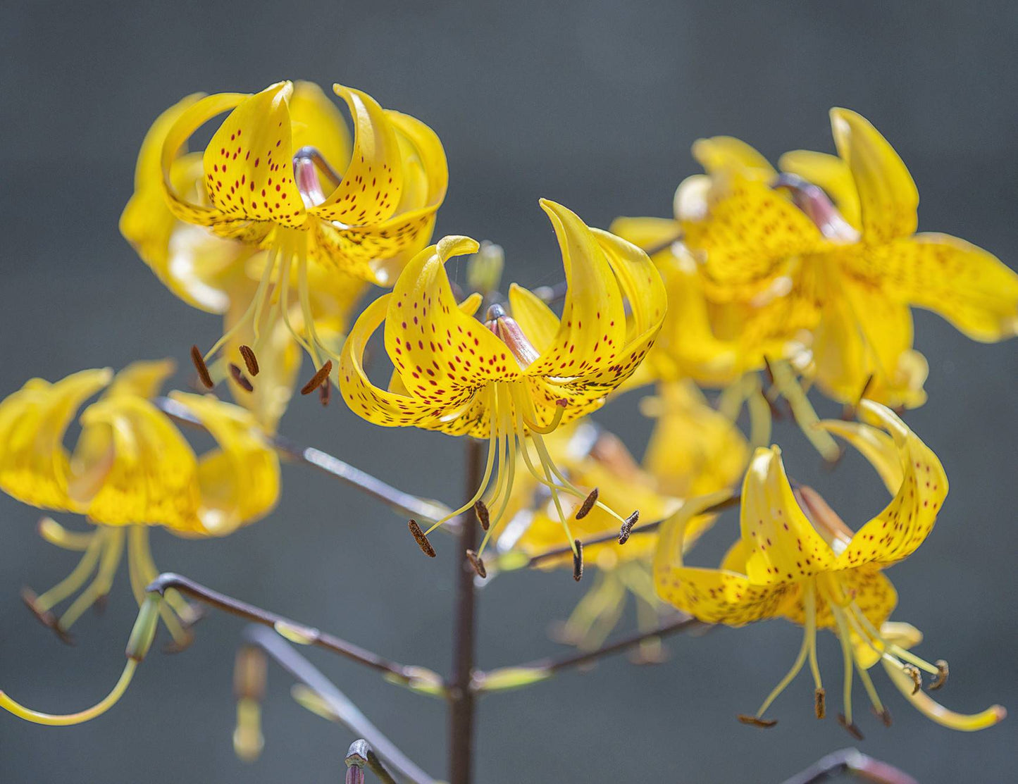 Lilium leichtlinii