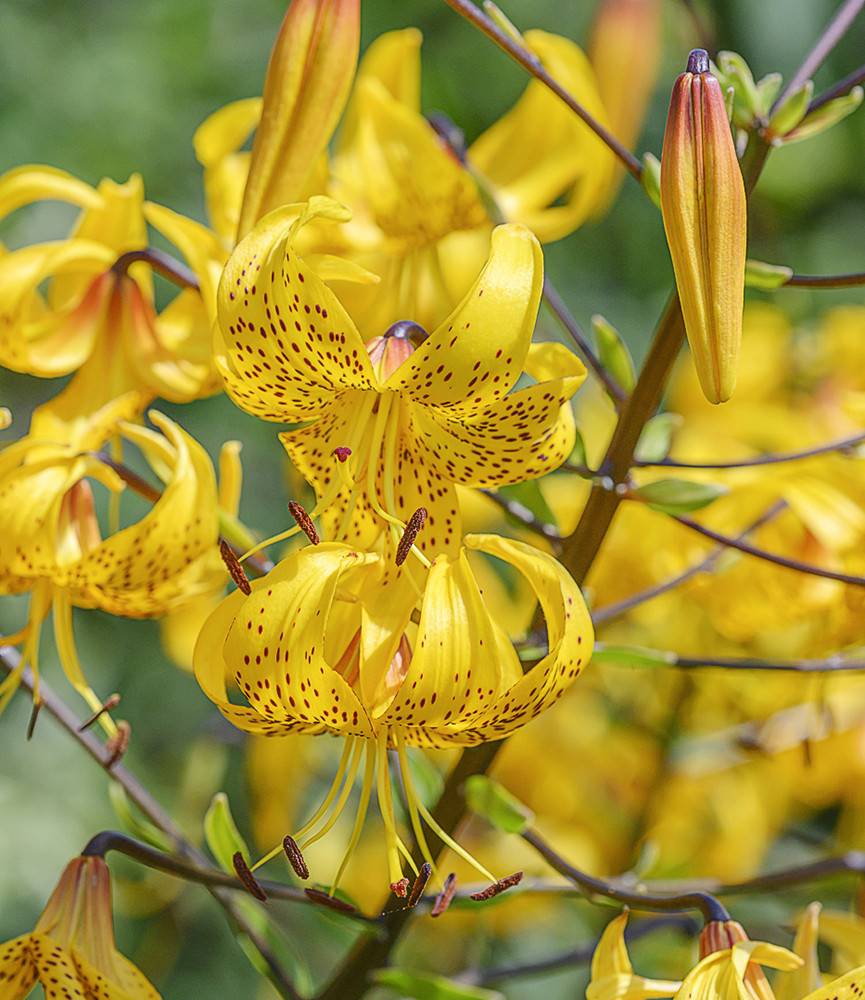 Lilium leichtlinii