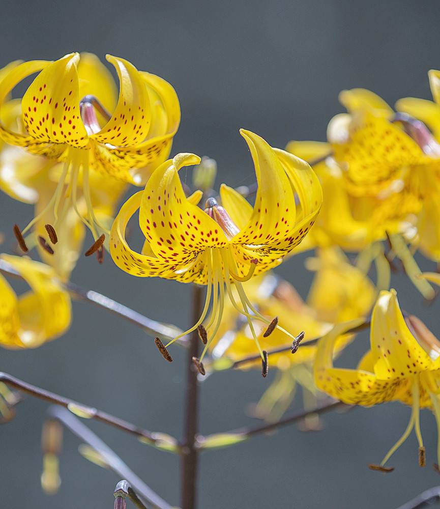 Lilium leichtlinii