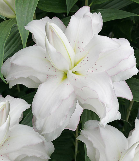 Lilium Lotus Beauty