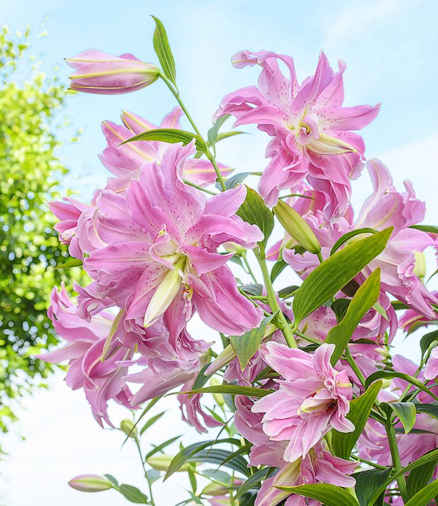 Lilium Lotus Wonder