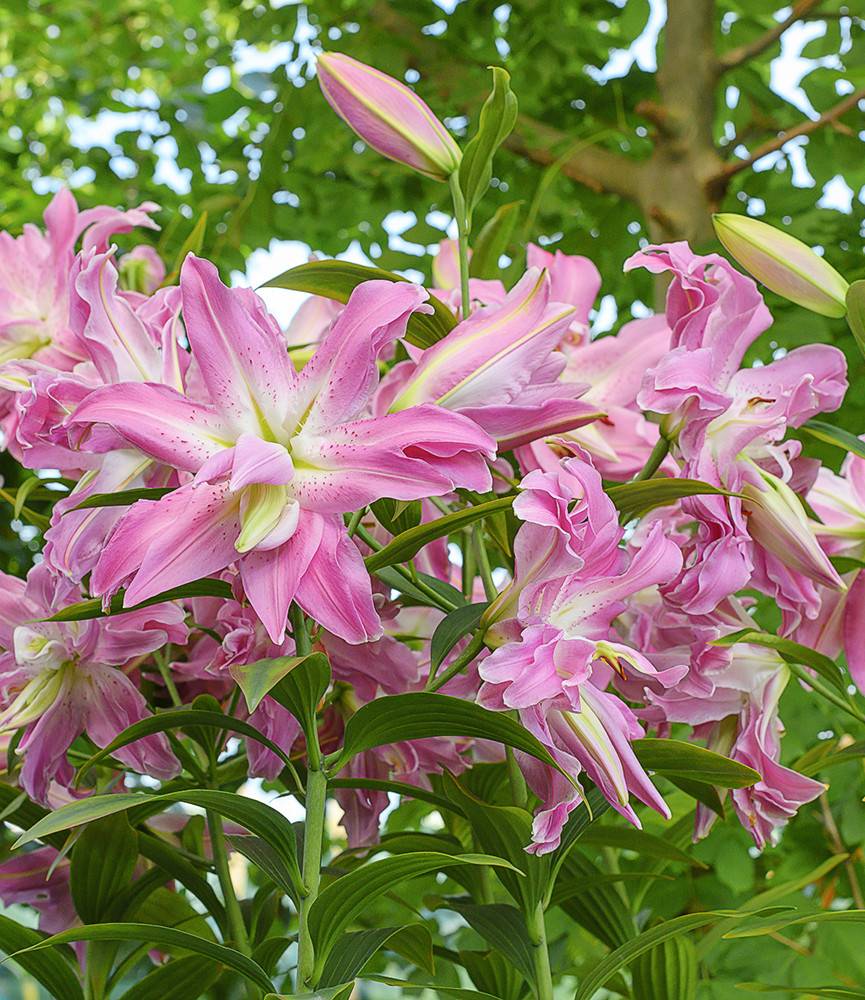 Lilium Lotus Wonder