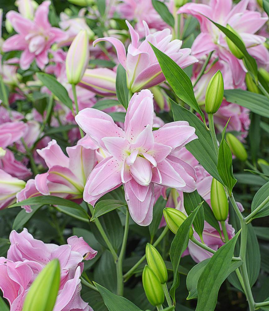 Lilium Lotus Wonder