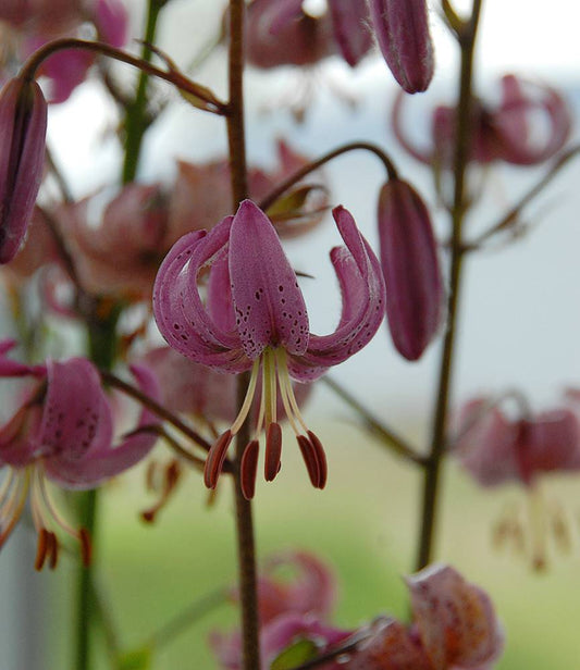 Lilium Martagon