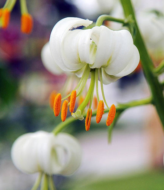 Lilium Martagon Album