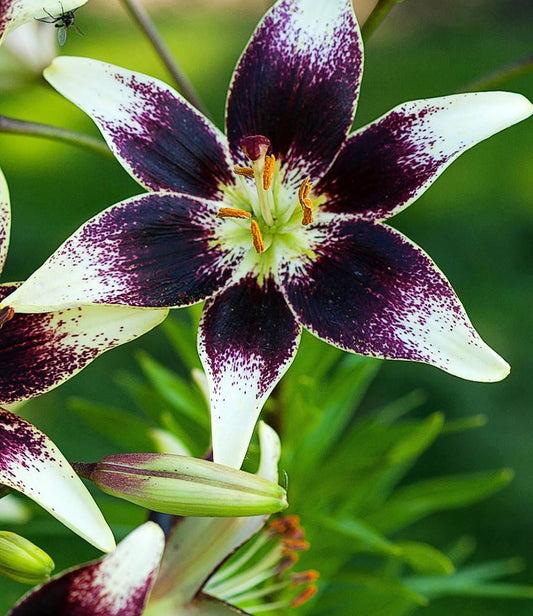 Lilium Netty's Pride