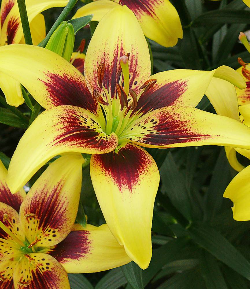 Lilium Pieton