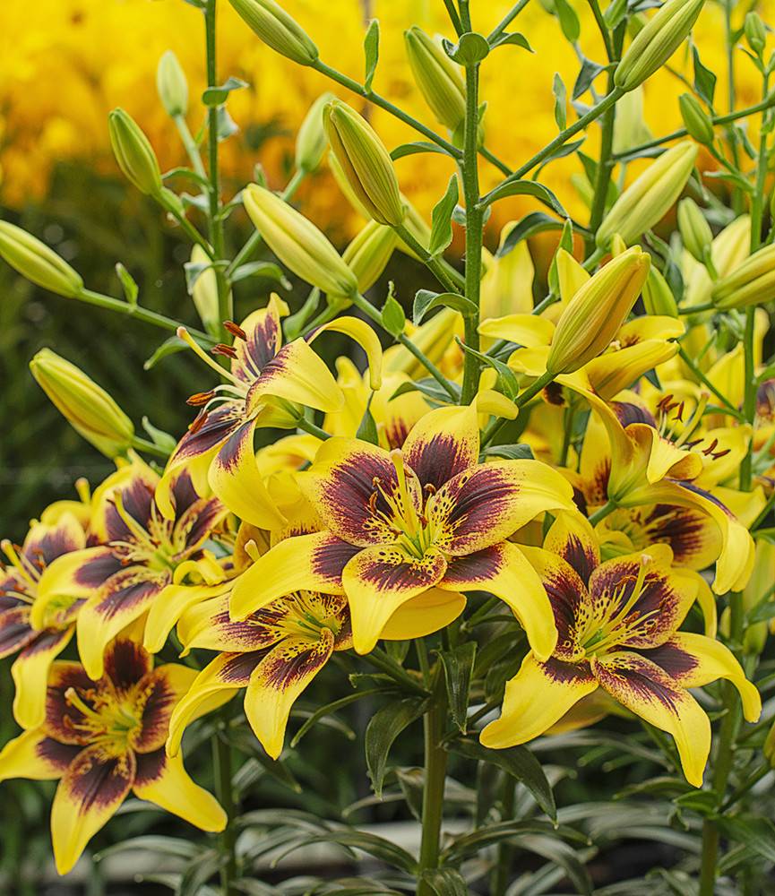 Lilium Pieton