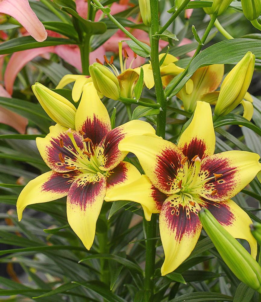 Lilium Pieton