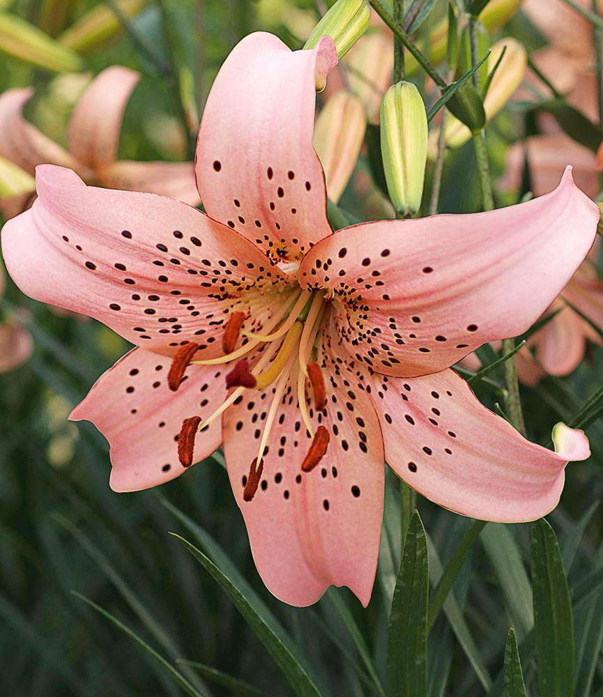 Lilium Pink Giant