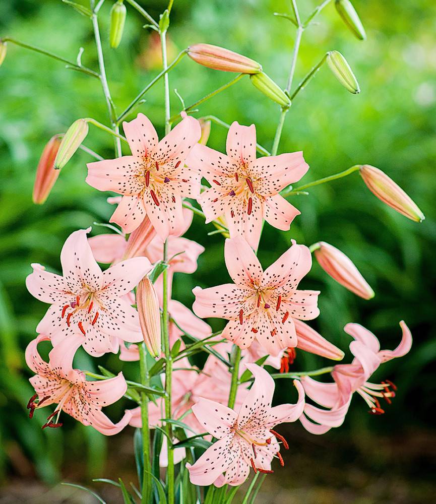 Lilium Pink Giant