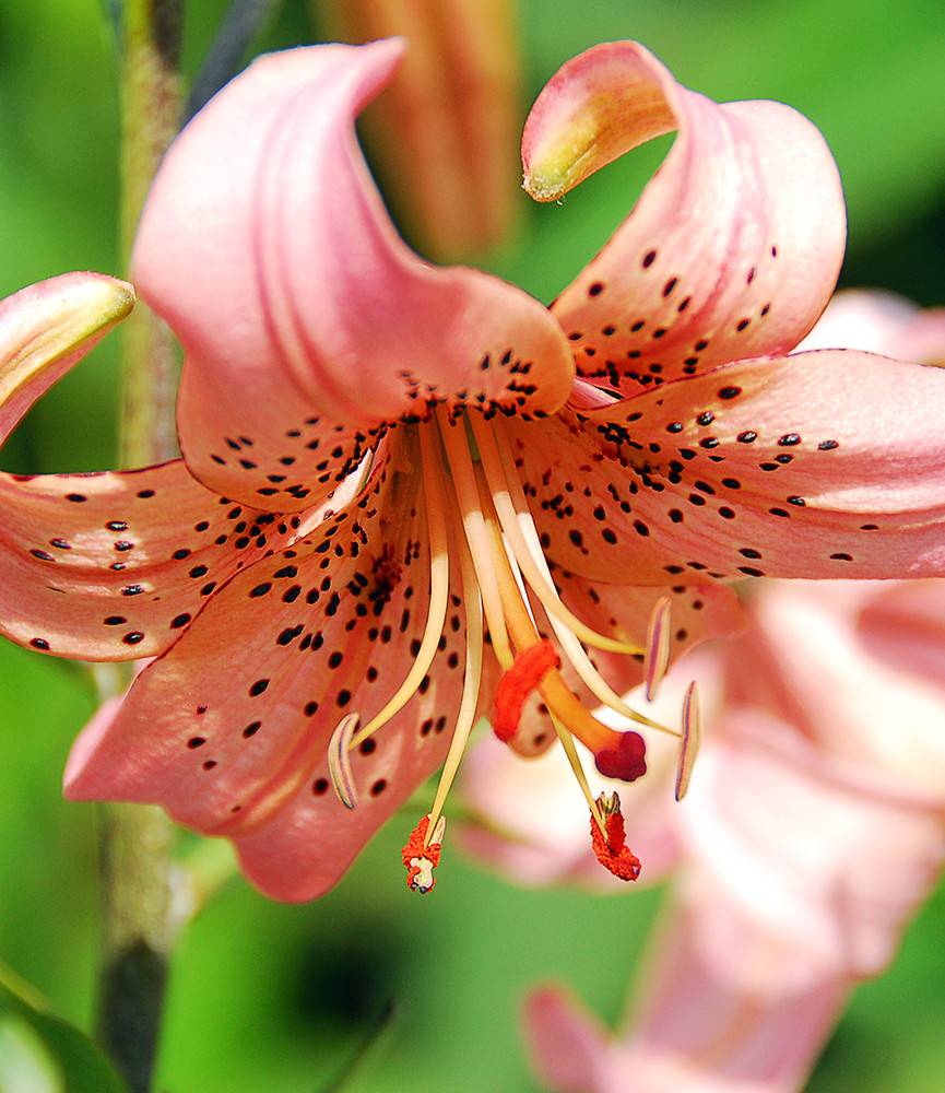 Lilium Pink Giant