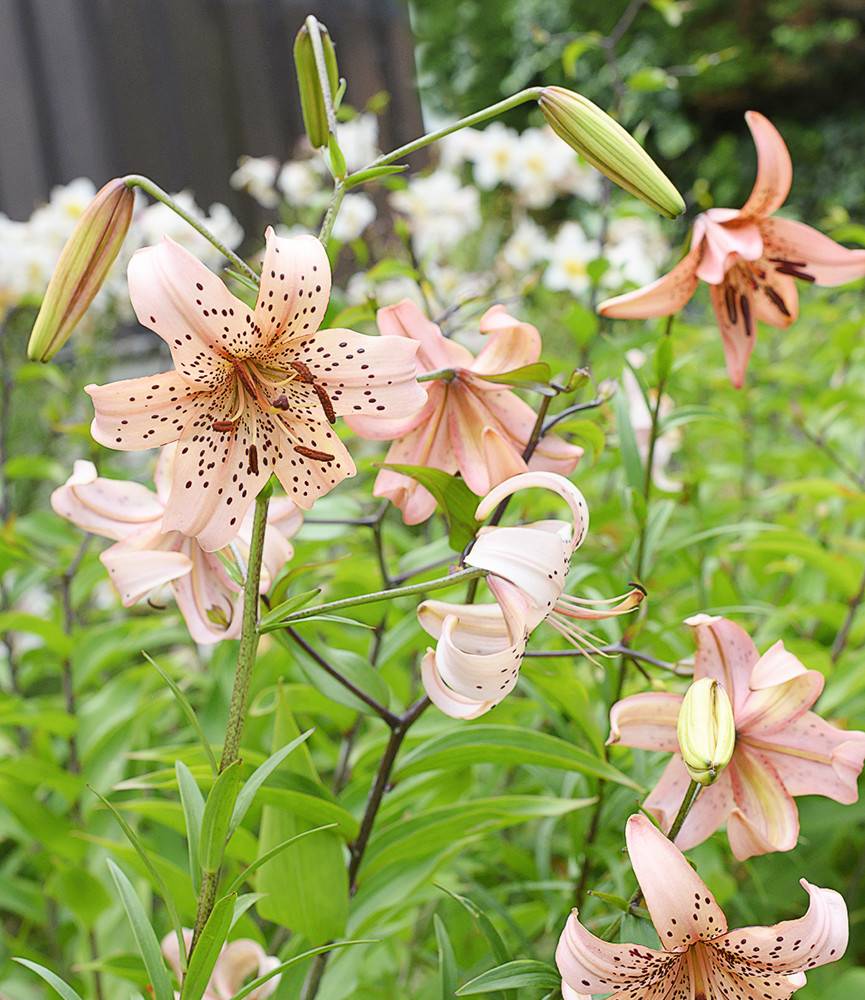 Lilium Pink Giant