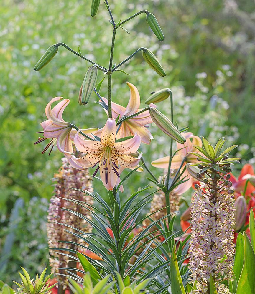 Lilium Pink Giant