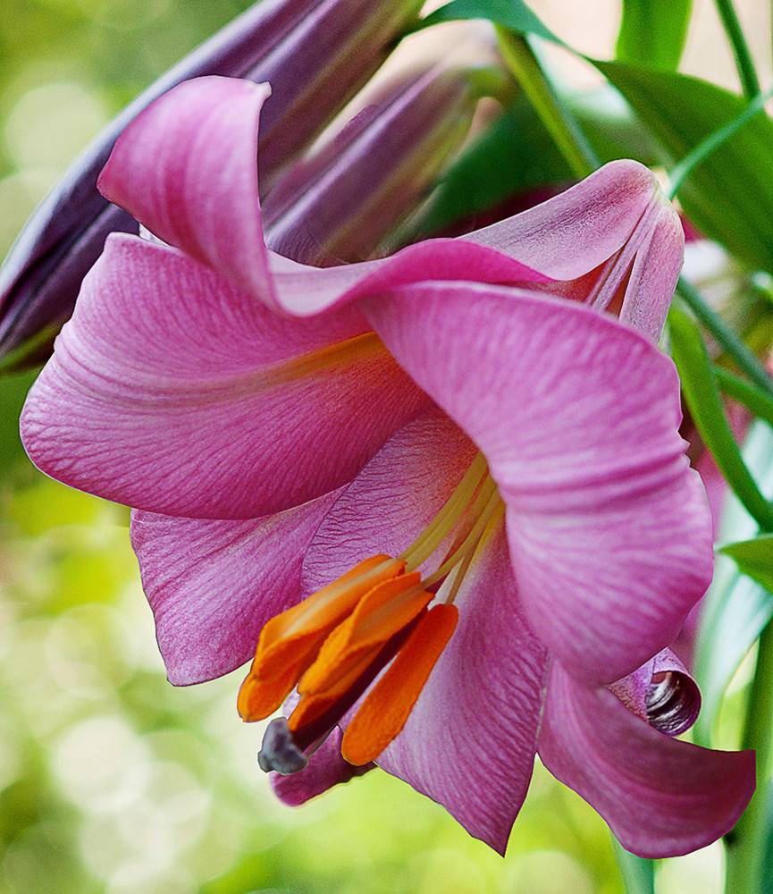 Lilium Pink Perfection