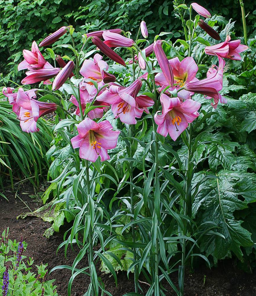 Lilium Pink Perfection