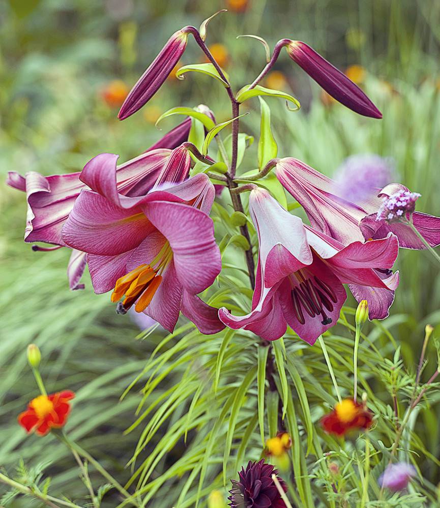 Lilium Pink Perfection