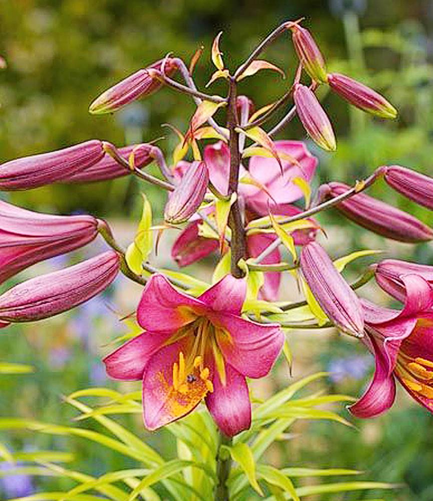 Lilium Pink Perfection