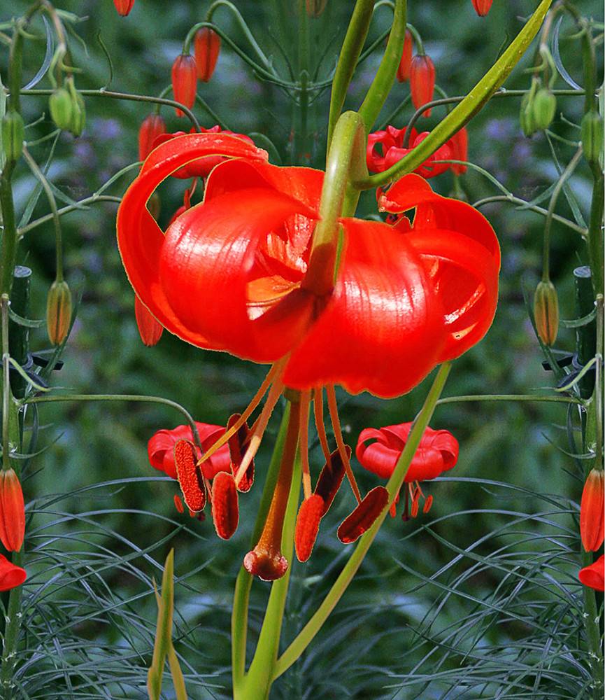 Lilium Pumilum