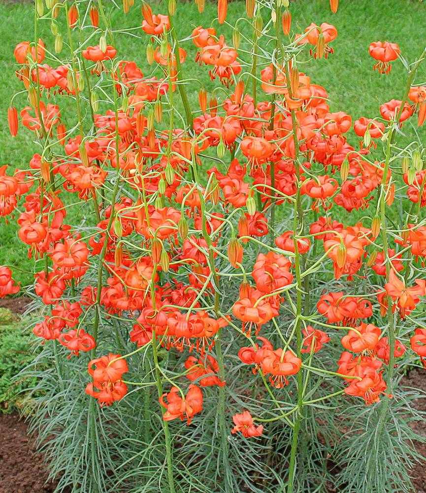 Lilium Pumilum