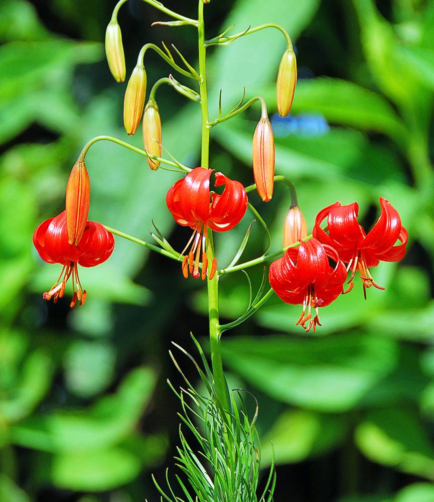 Lilium Pumilum