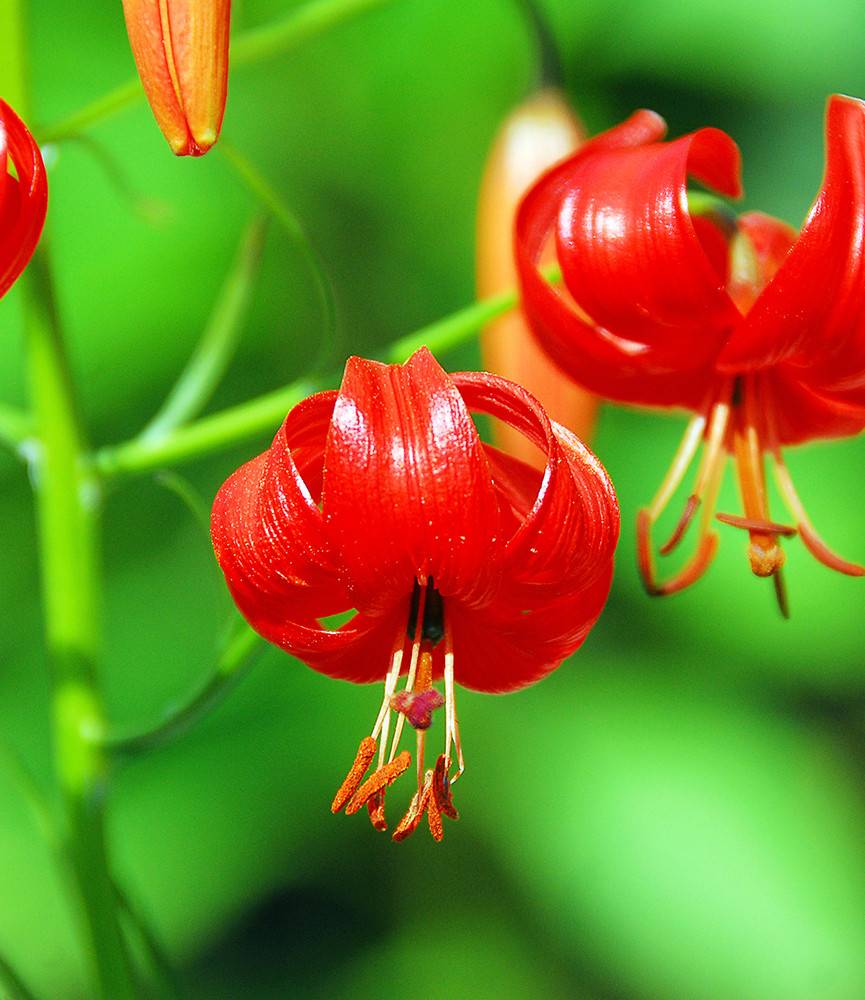 Lilium Pumilum