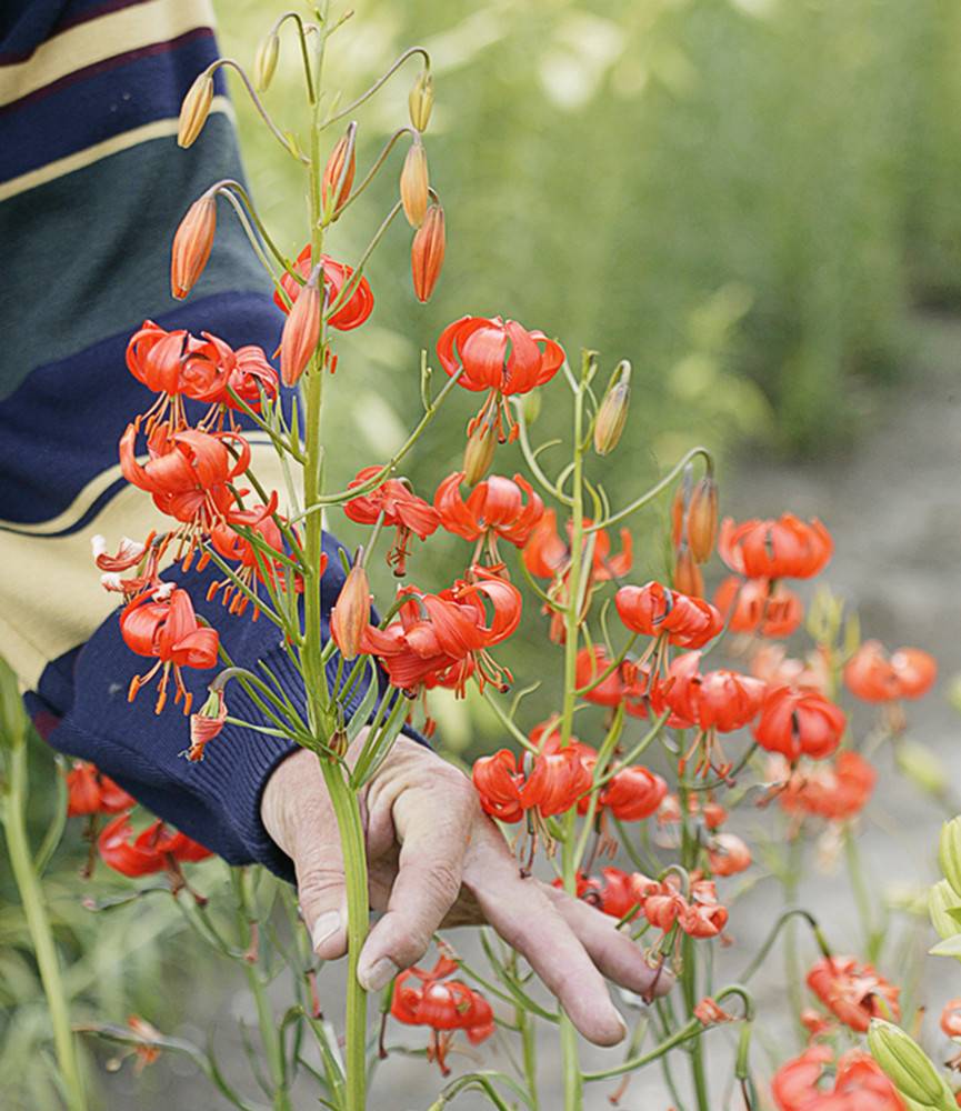 Lilium Pumilum