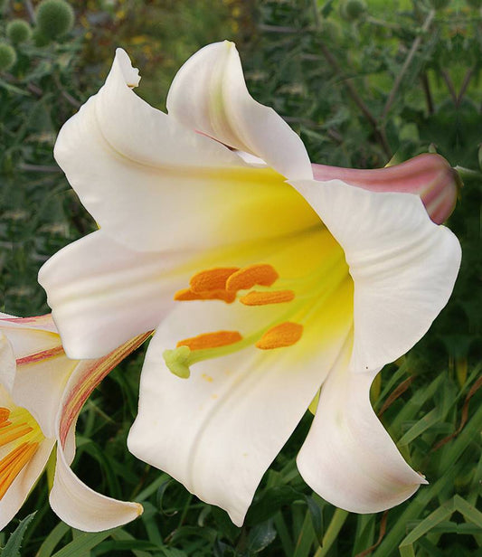 Lilium Regale