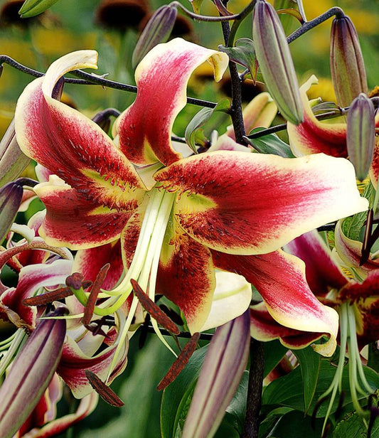 Lilium Sheherazade