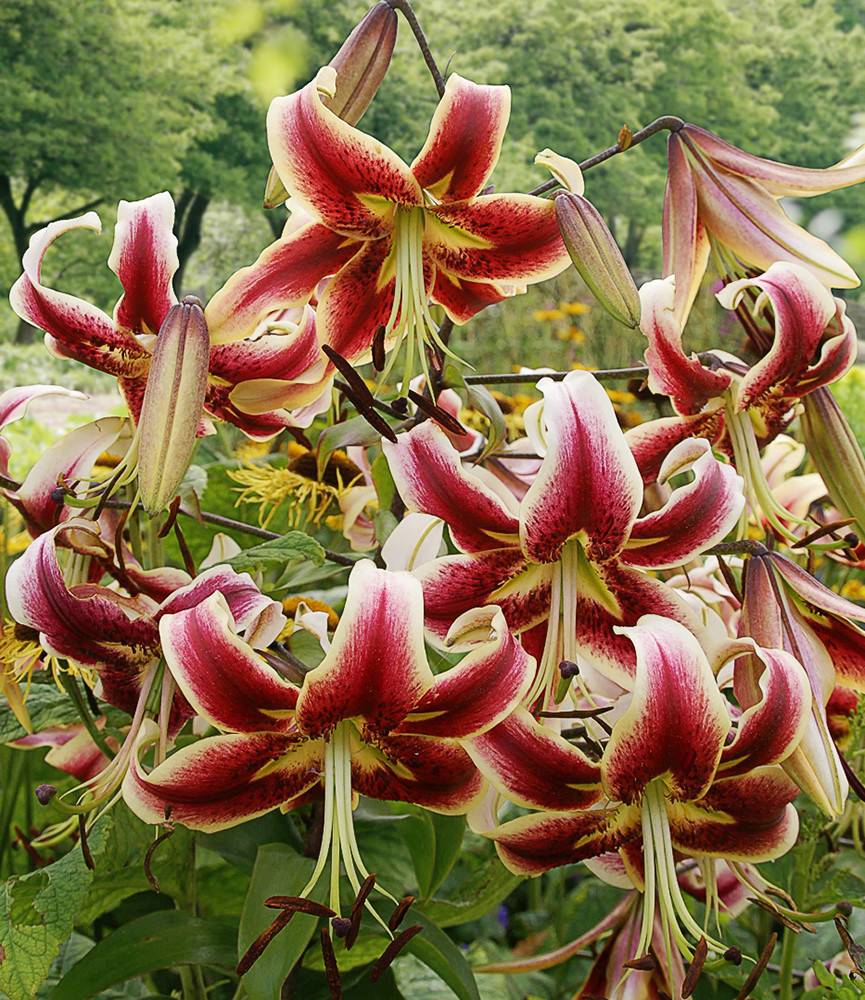 Lilium Sheherazade