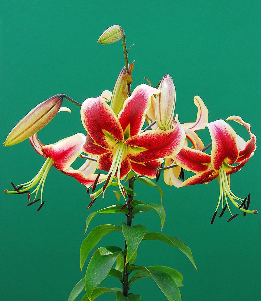 Lilium Sheherazade