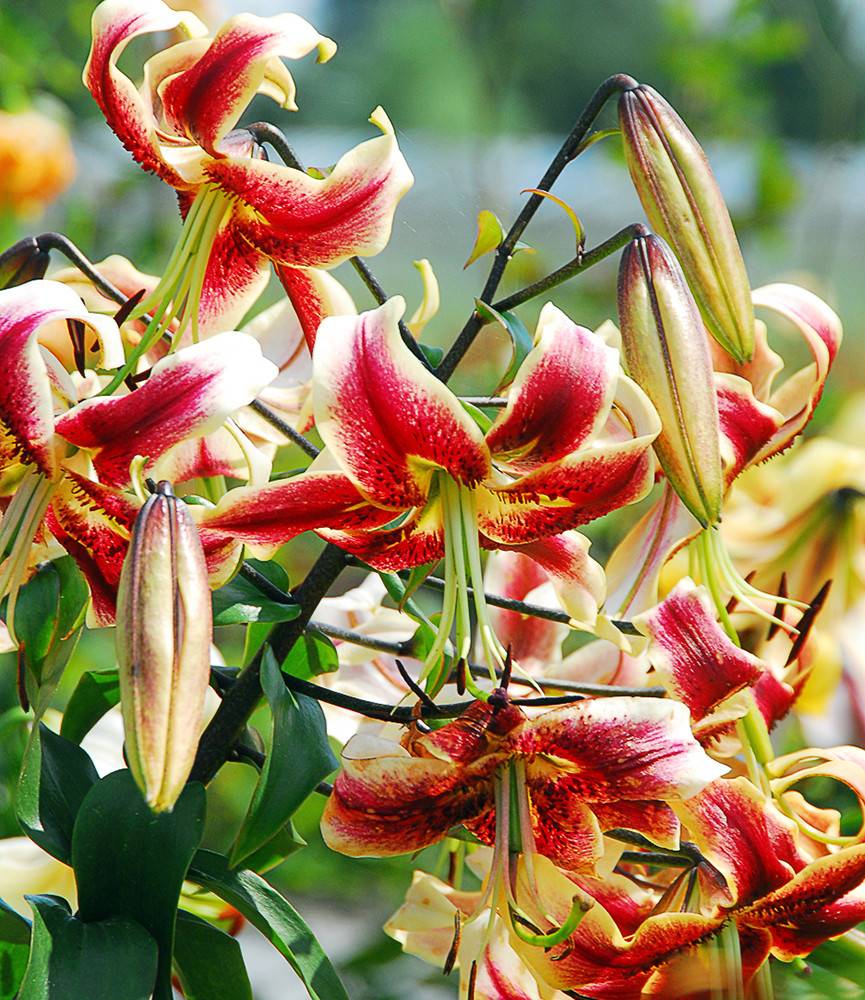 Lilium Sheherazade